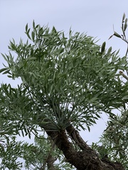 Cussonia transvaalensis