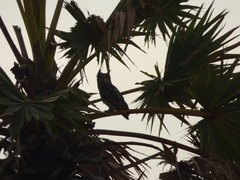 Bubo bengalensis