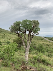 Cussonia transvaalensis