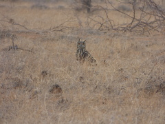 Bubo bengalensis