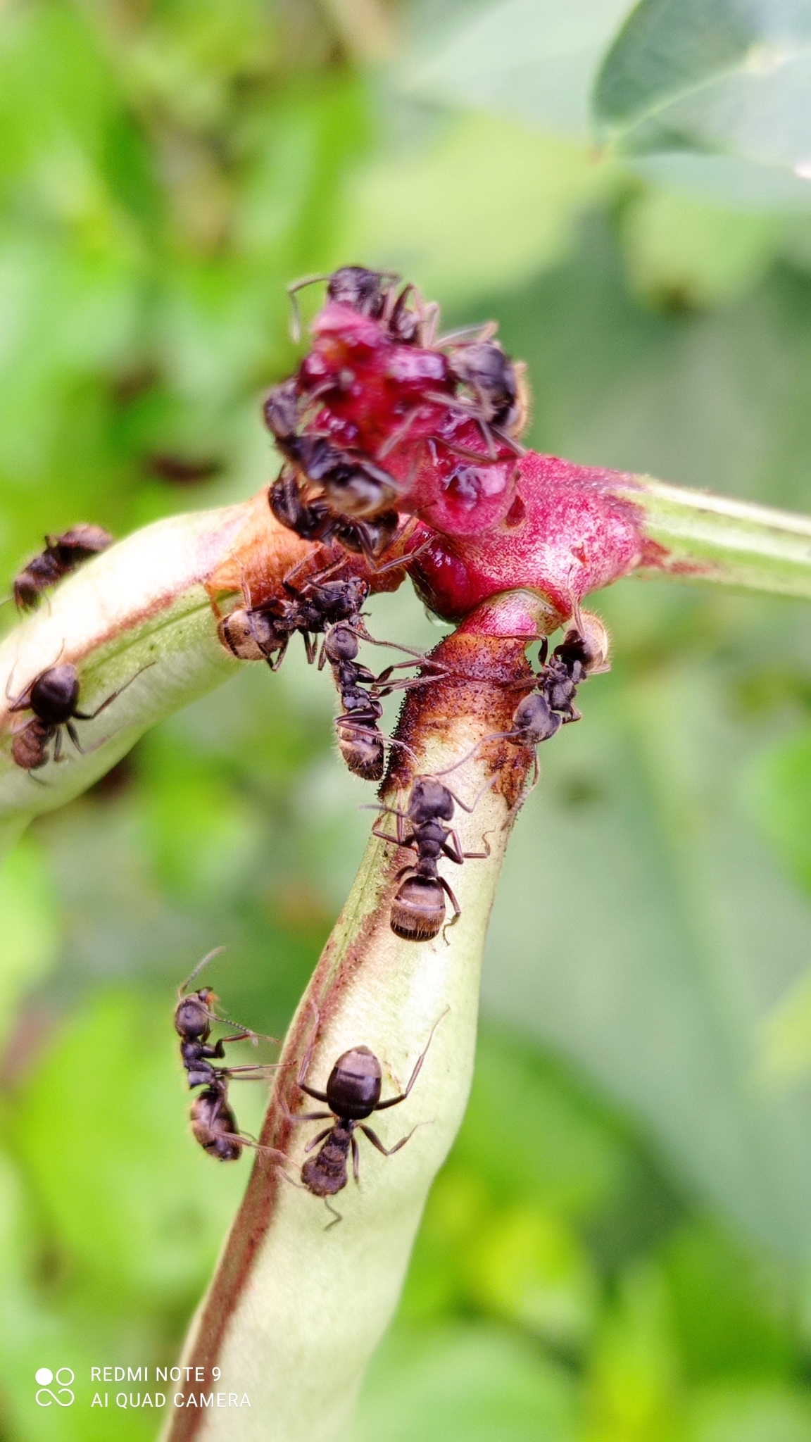 Dolichoderus bispinosus