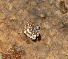 Spialia galba