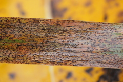 Puccinia coronata