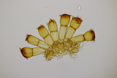 Puccinia coronata