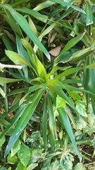 Dracaena