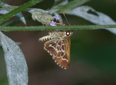 Amblyscirtes aesculapius