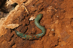 Aporrectodea smaragdina