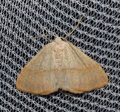 Scopula decolor
