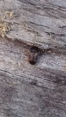 Mycetophagus quadriguttatus