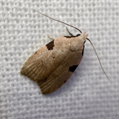 Zonopetala quadripustulella