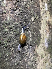 Macrochlamydinae