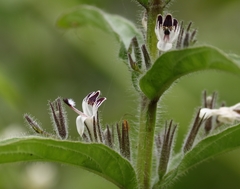 Andrographis echioides