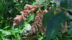 Flemingia strobilifera