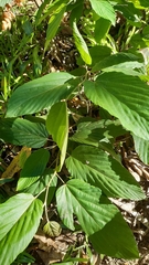 Flemingia strobilifera