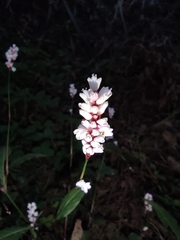Persicaria jucunda