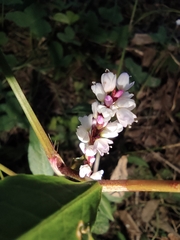 Persicaria jucunda
