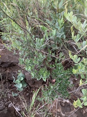 Heteromorpha arborescens frutescens