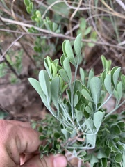 Heteromorpha arborescens frutescens