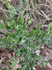 Heteromorpha arborescens frutescens