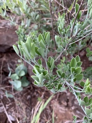Heteromorpha arborescens frutescens