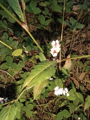 Persicaria jucunda