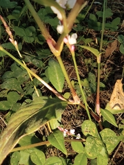 Persicaria jucunda