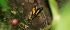 Eutrepsia haemataria