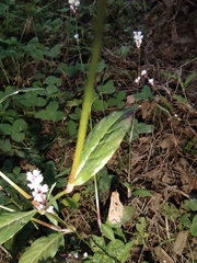 Persicaria jucunda