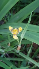 Trimezia steyermarkii