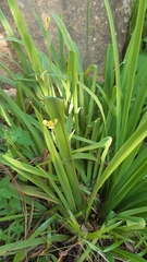 Trimezia steyermarkii