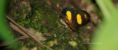 Eutrepsia haemataria