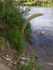 Hordeum brevisubulatum