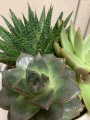 Echeveria purpusorum