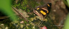 Eutrepsia haemataria
