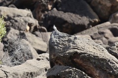 Xenocopsychus ansorgei