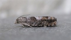 Epinotia solicitana