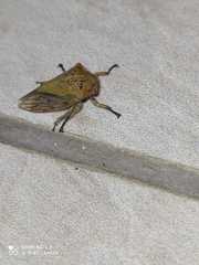 Metcalfiella vicina