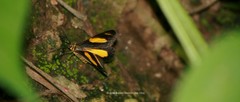 Eutrepsia haemataria