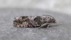 Epinotia solicitana