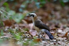 Turdoides gymnogenys