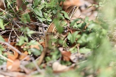 Gerrhosaurus nigrolineatus