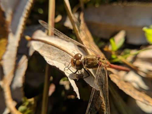 Vážka obyčajná (Sympetrum vulgatum)