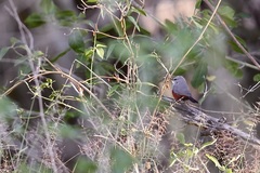 Glaucestrilda thomensis