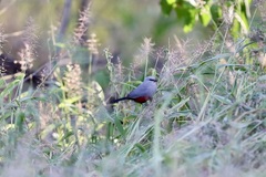 Glaucestrilda thomensis