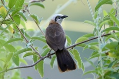 Turdoides gymnogenys