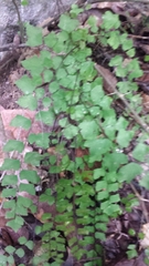 Adiantum deltoideum