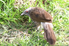 Turdoides hartlaubii