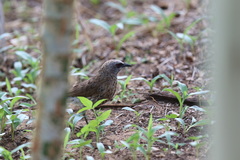 Turdoides hartlaubii