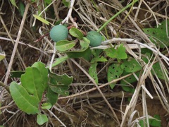 Salacia kraussii