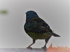 Dacnis cayana